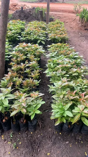 Grafted Hass Avocado Seedlings.