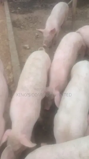 Healthy Pigs