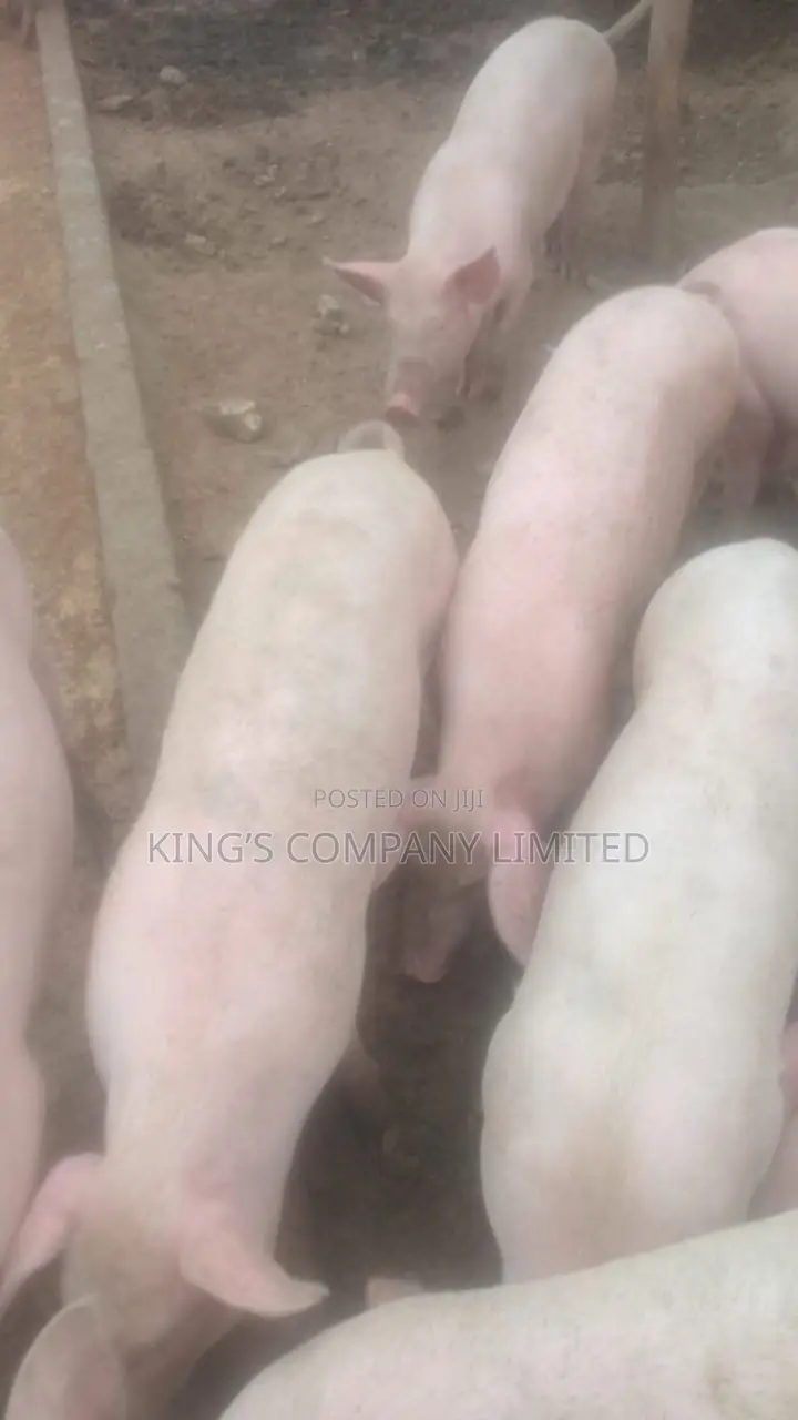 Healthy Pigs