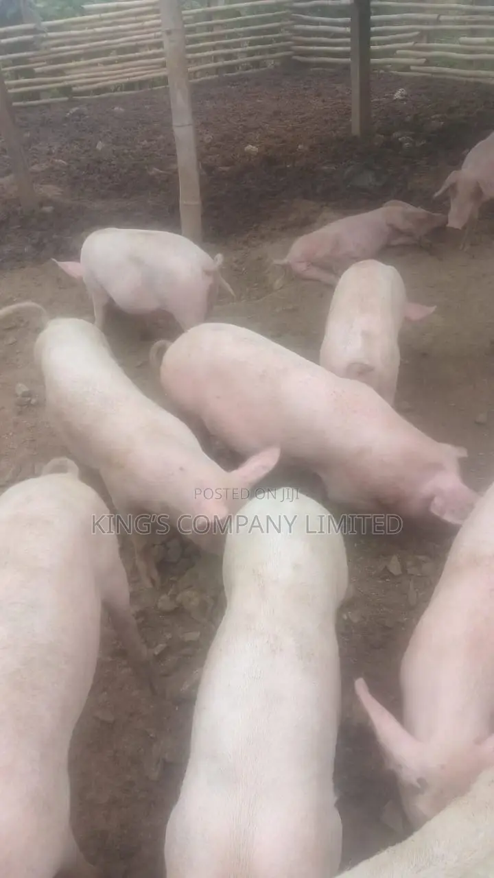 Healthy Pigs