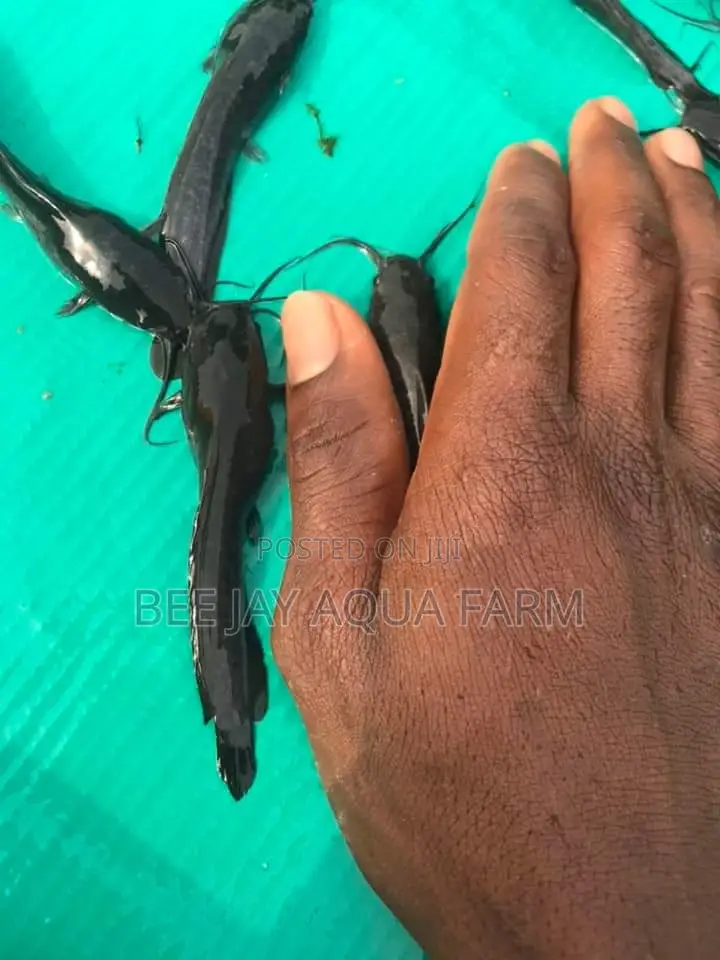 Catfish Fingerling, Juveniles Sales