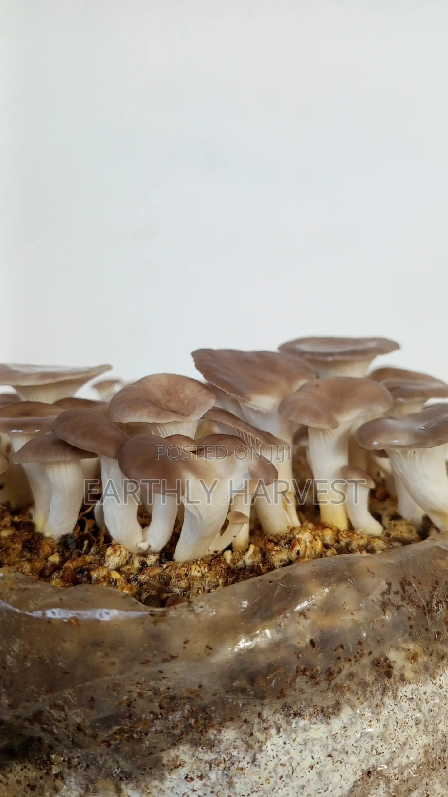 Earthly Harvest - Mushroom Training and Business