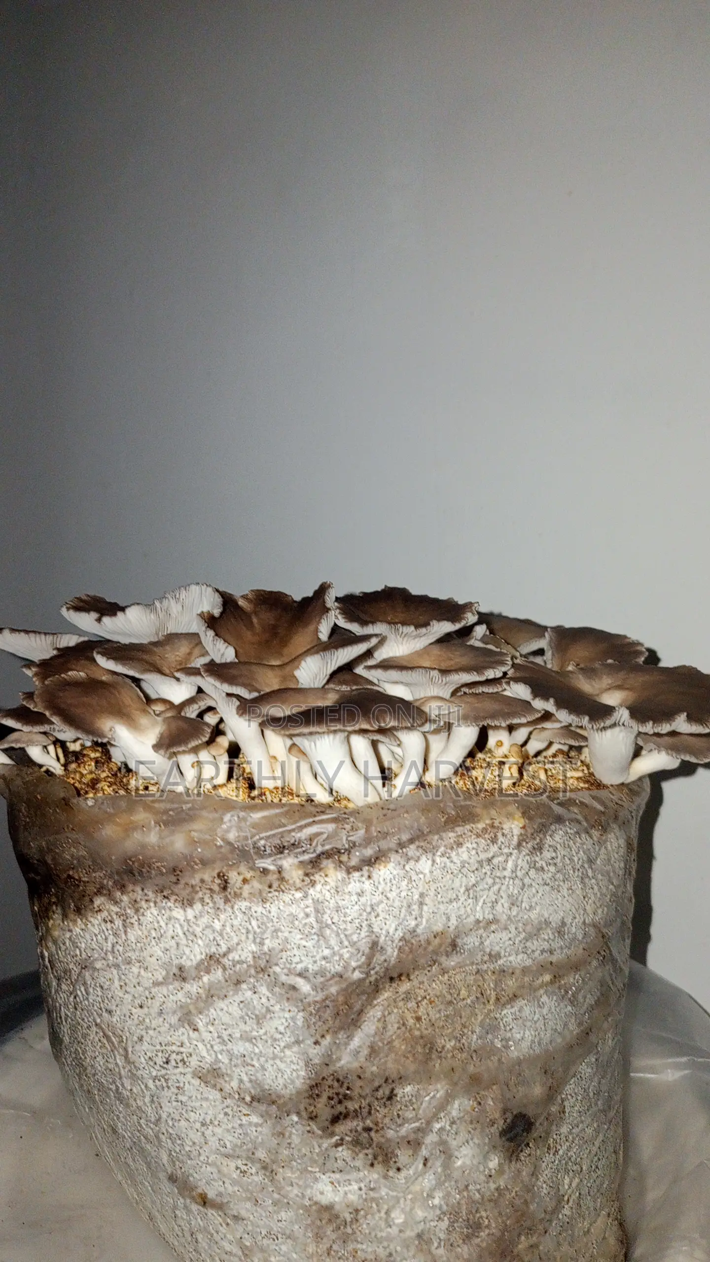Earthly Harvest - Mushroom Training and Business
