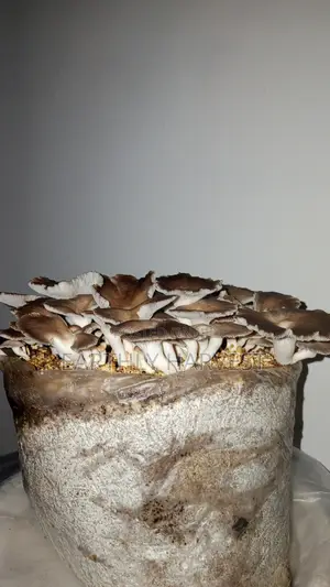Earthly Harvest - Mushroom Training and Business