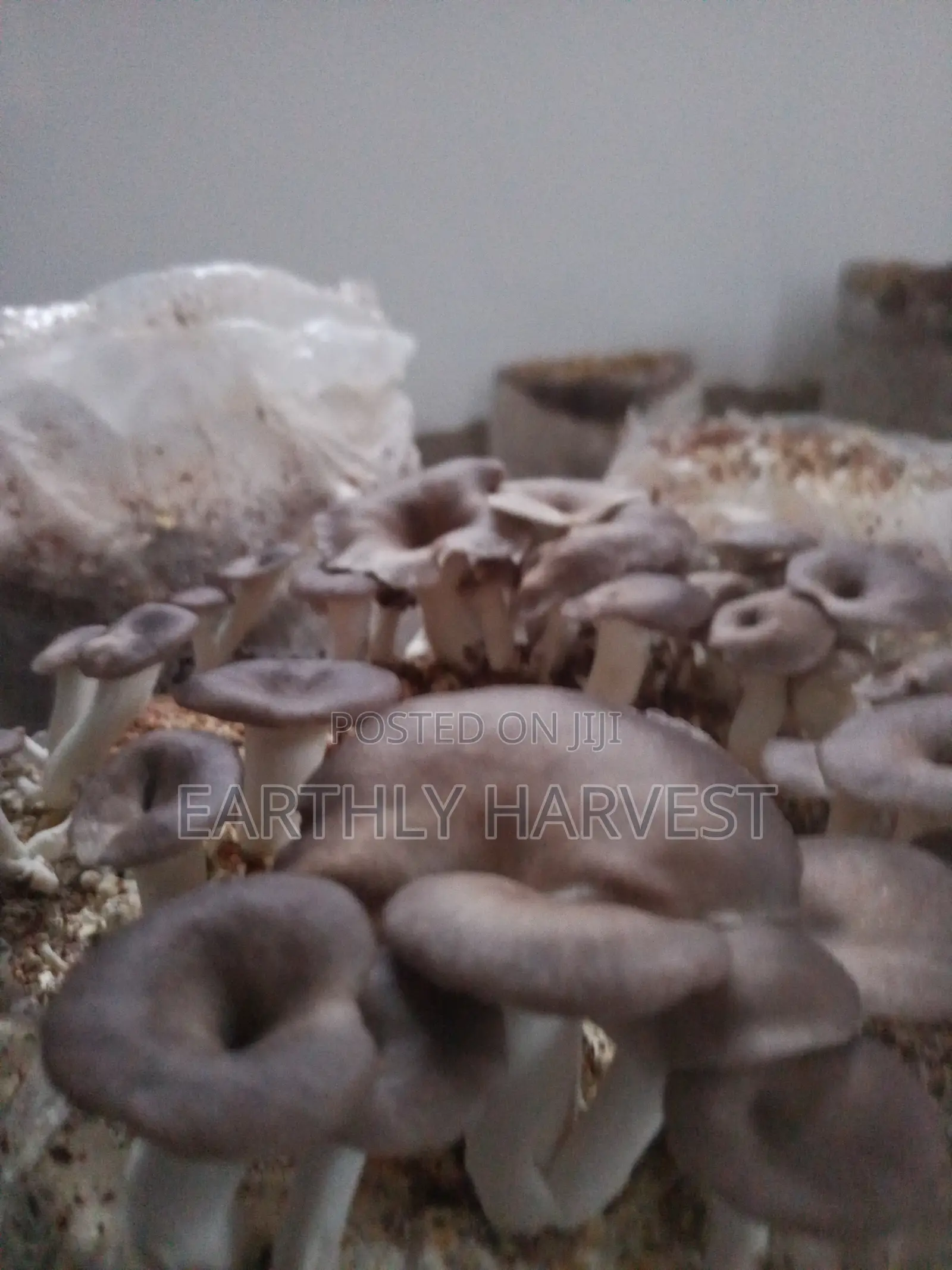 Earthly Harvest - Mushroom Training and Business