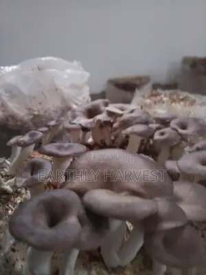 Earthly Harvest - Mushroom Training and Business