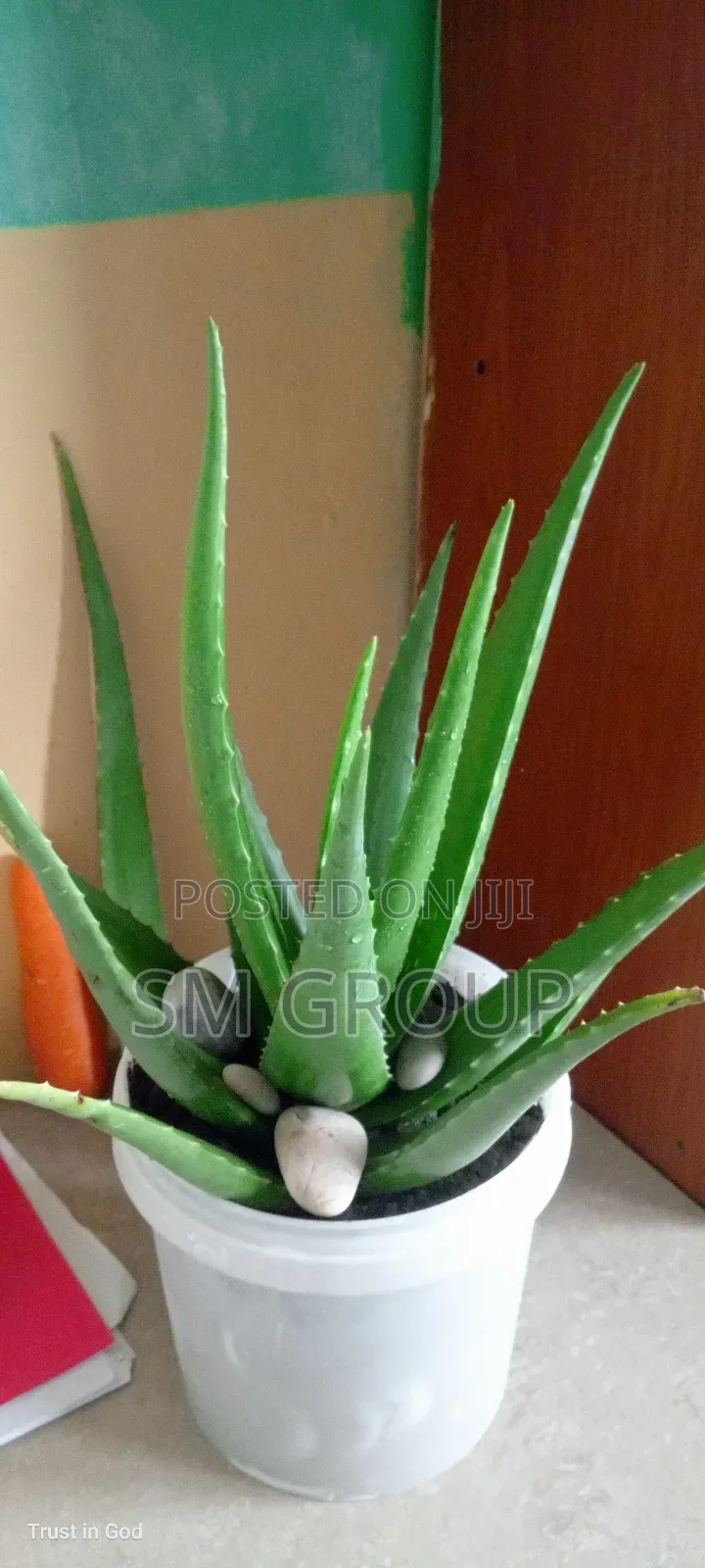 Miracle Aloe Plant