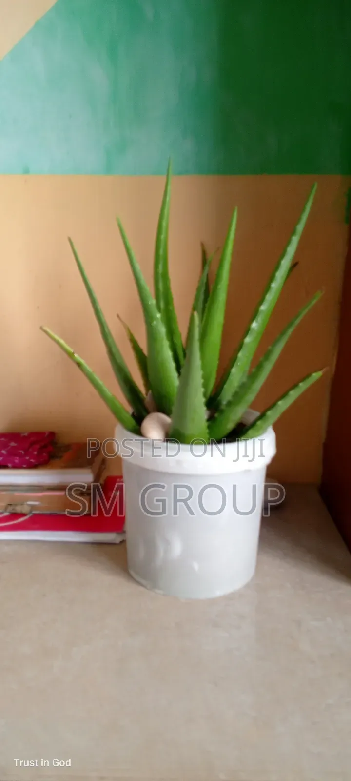 Miracle Aloe Plant