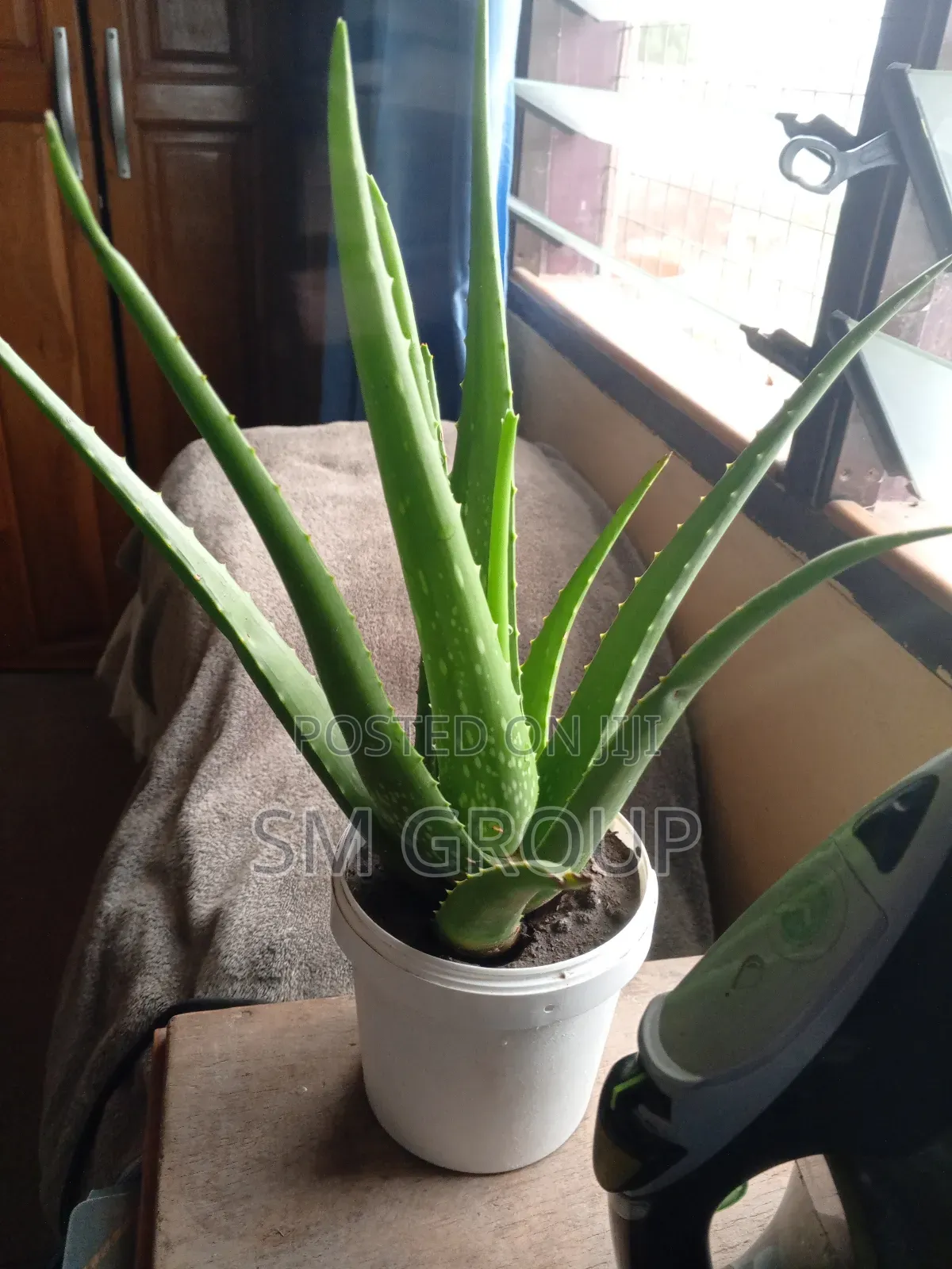 Miracle Aloe Plant
