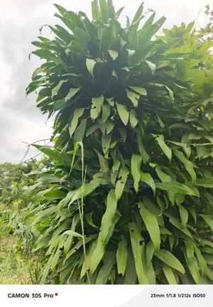 5000 Acres of Land at Akuse