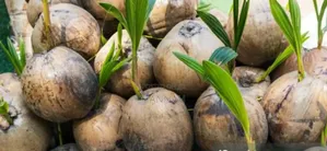 Healthy Hybrid Coconut Seedlings for Sale