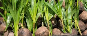 Healthy Hybrid Coconut Seedlings for Sale