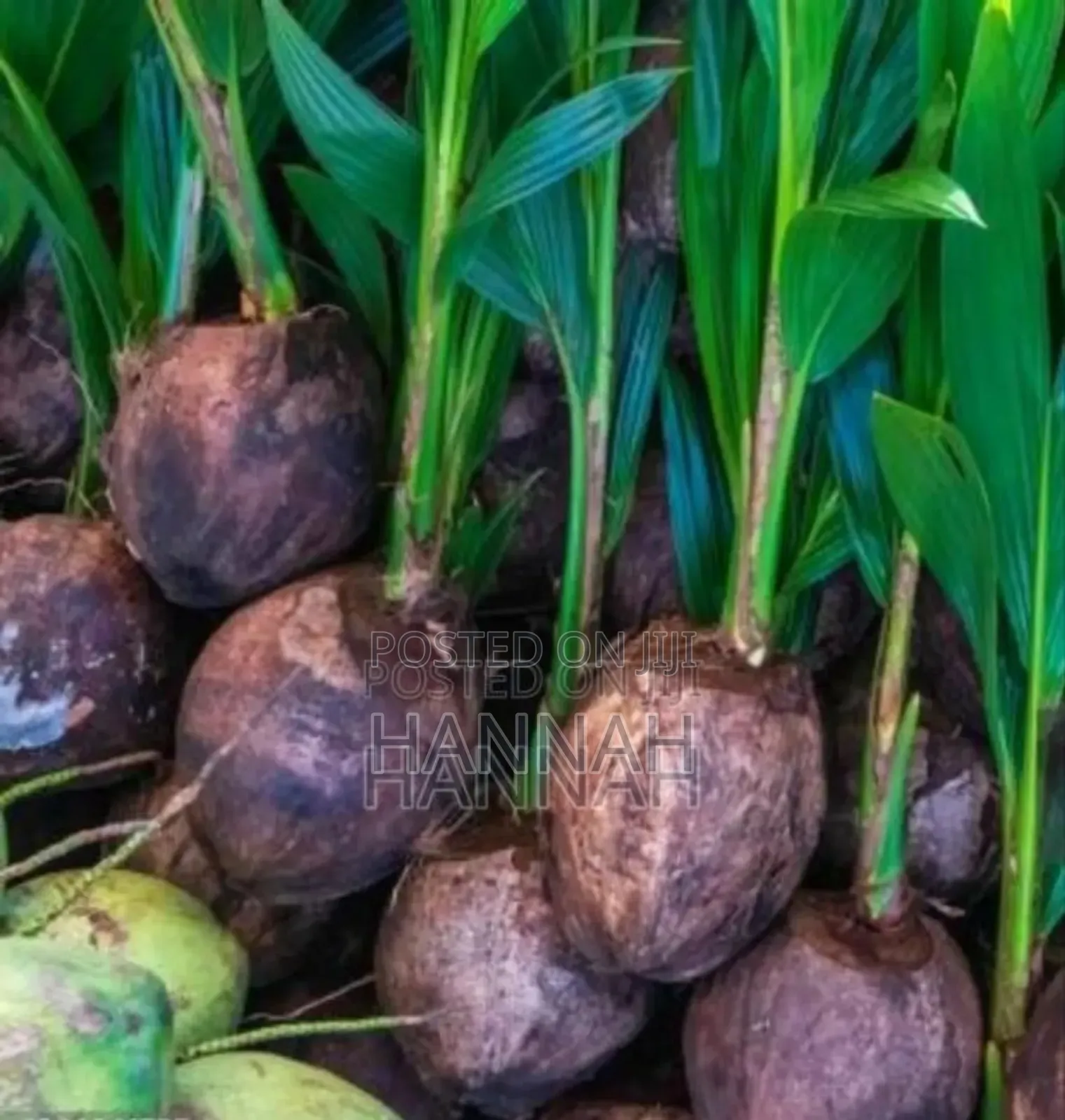Healthy Hybrid Coconut Seedlings for Sale