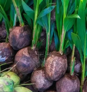 Healthy Hybrid Coconut Seedlings for Sale