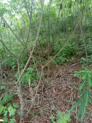 Flash Cassava