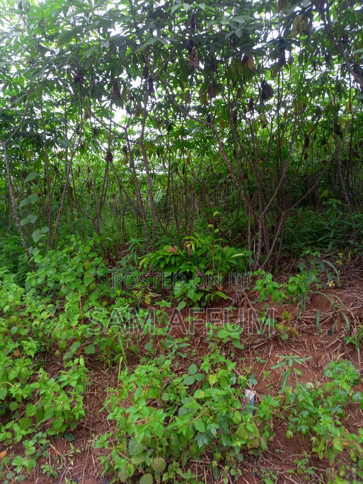 Flash Cassava