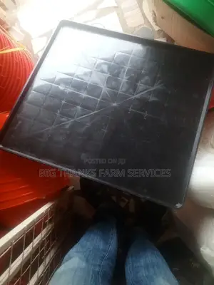 Day Old Feeding Trays,Large Size