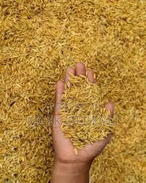 Paddy Rice Available in Adaklu Volta Ghana
