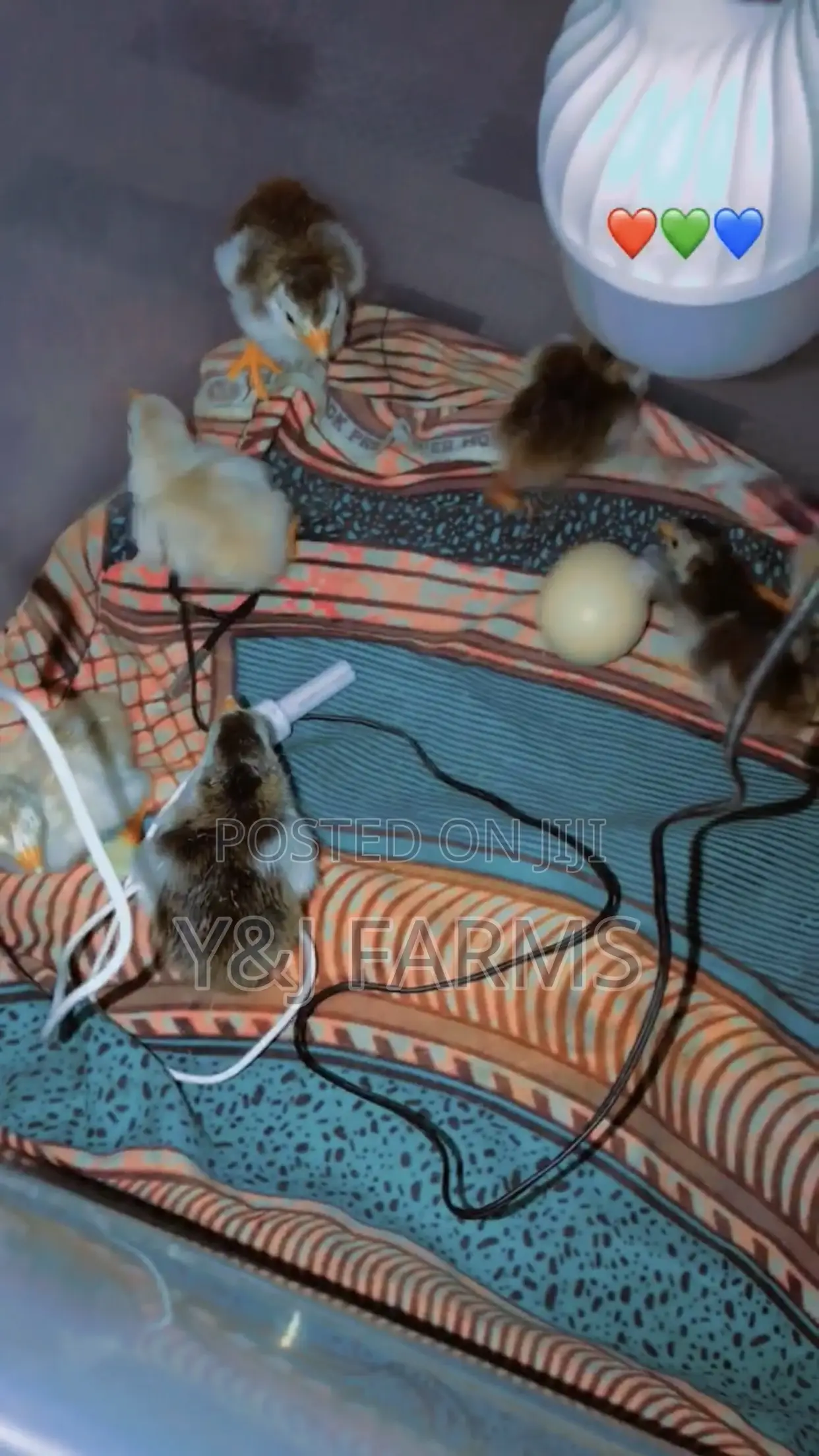 Homemade Egg Incubator