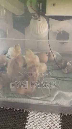 Homemade Egg Incubator