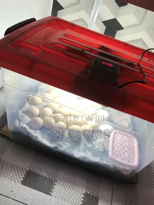 Homemade Egg Incubator