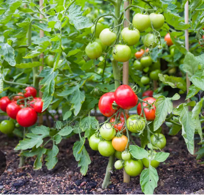 Tomatoes Seeds and Seedlings