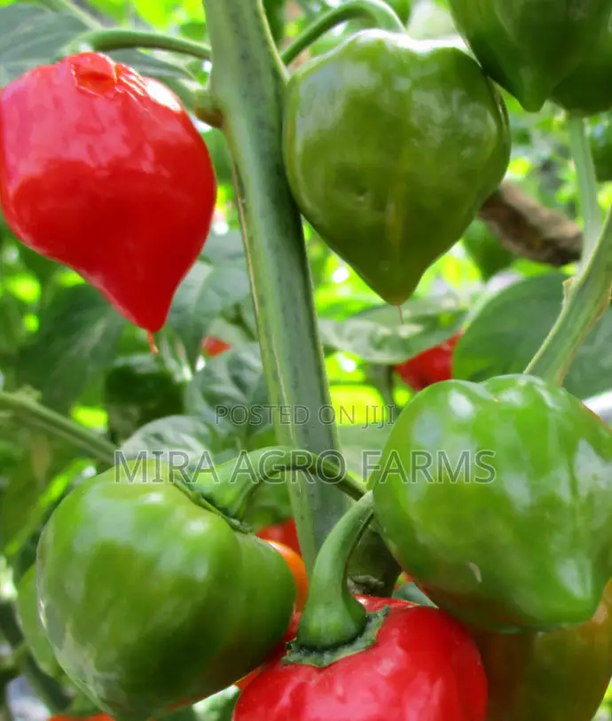 Habanero Pepper Seeds and Seedlings