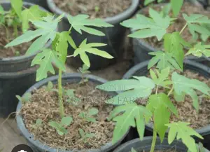 Pawpaw Seeds and Seedlings