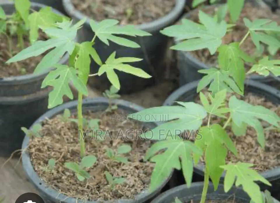 Pawpaw Seeds and Seedlings