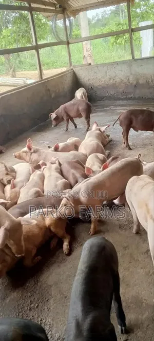 Sales! - Cross Breed, Mixed Duroc and Large White
