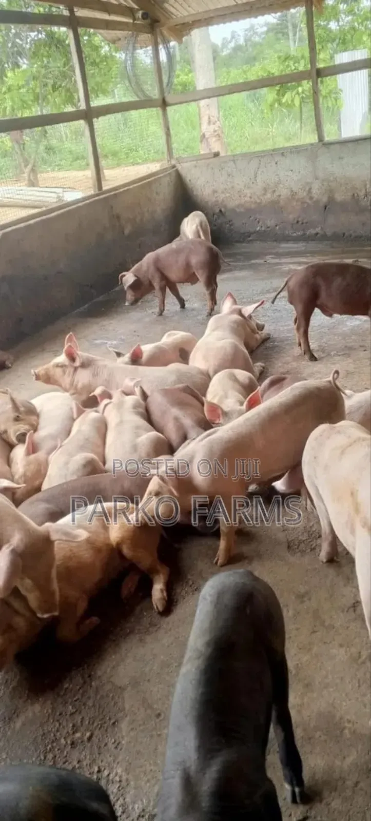 Sales! - Cross Breed, Mixed Duroc and Large White