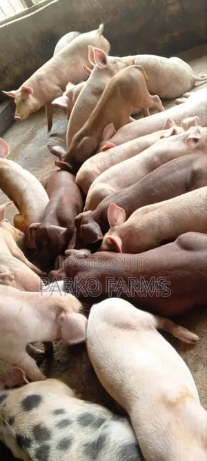 Sales! - Cross Breed, Mixed Duroc and Large White