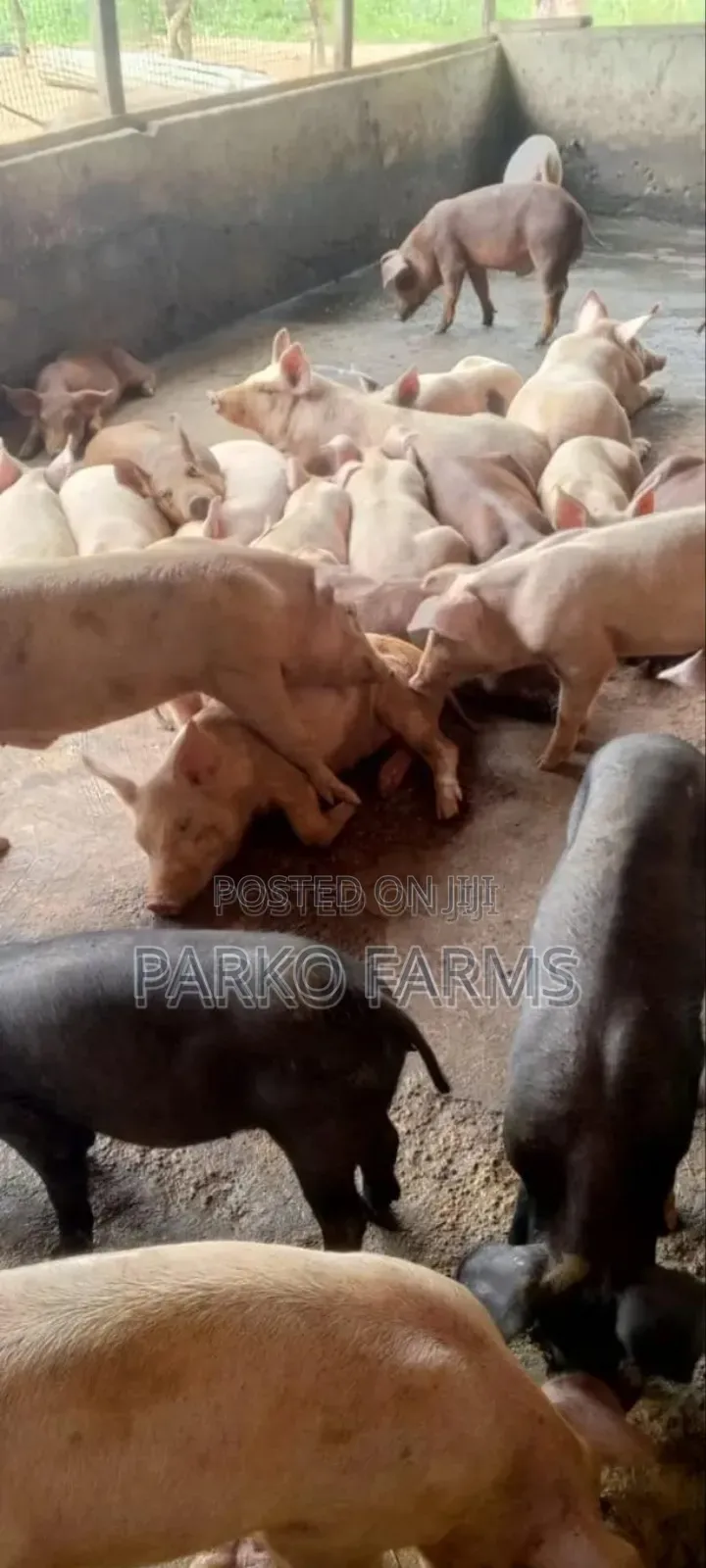 Sales! - Cross Breed, Mixed Duroc and Large White