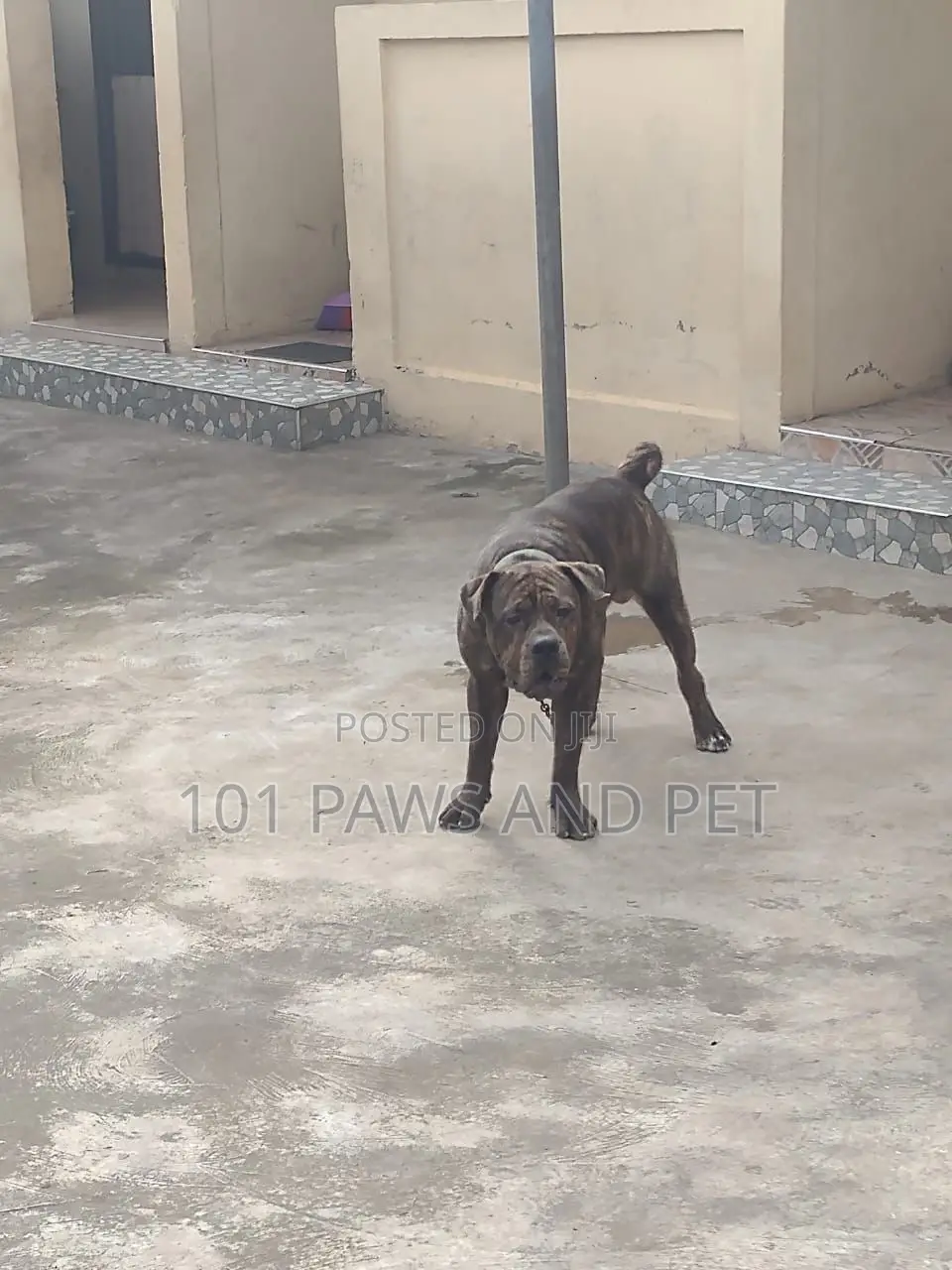 6-12 months Male Purebred Boerboel