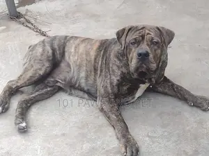 6-12 months Male Purebred Boerboel