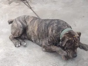 6-12 months Male Purebred Boerboel