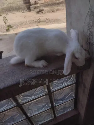 Female Rabbits