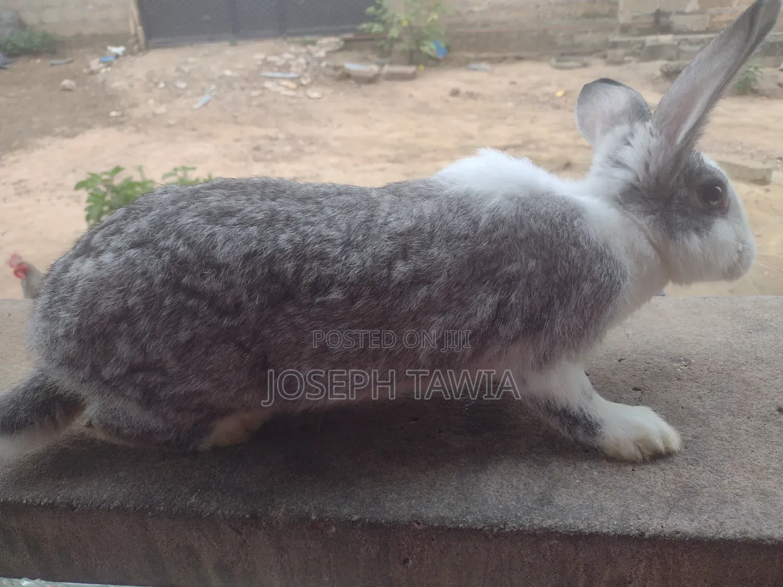 Female Rabbits