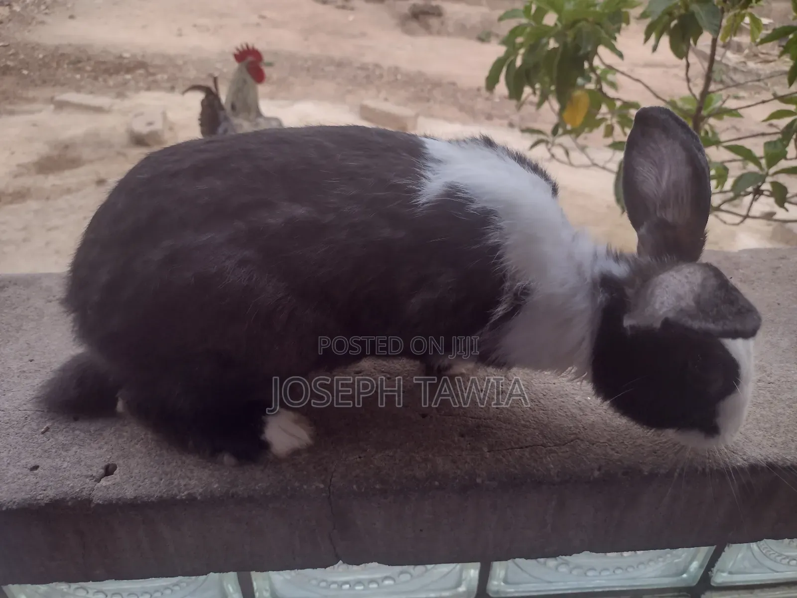 Female Rabbits