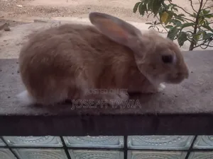 Female Rabbits