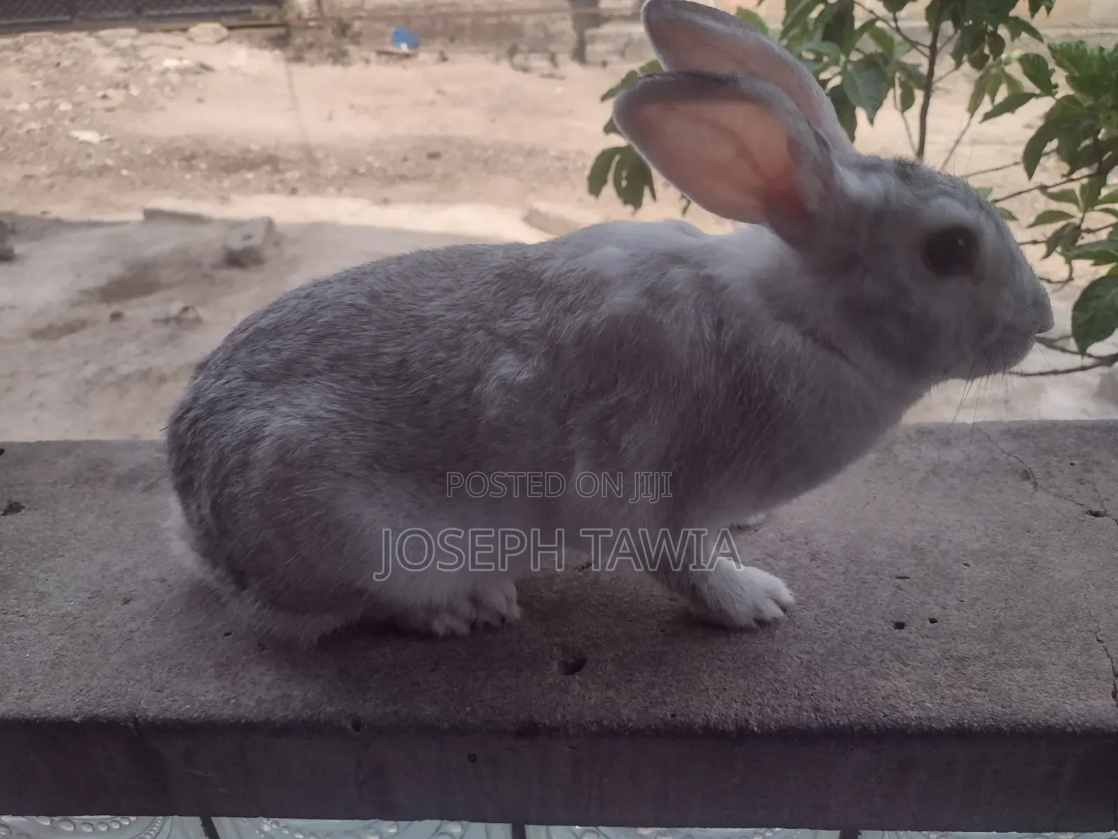 Female Rabbits