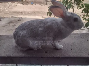 Female Rabbits