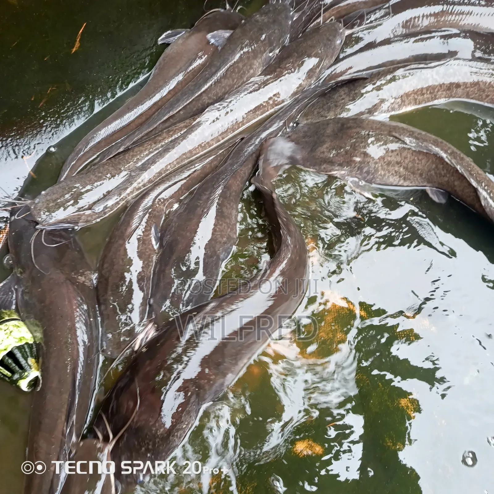 Gravid Female Catfish Broodstock