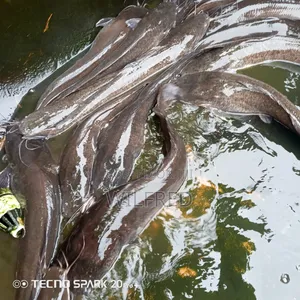 Gravid Female Catfish Broodstock
