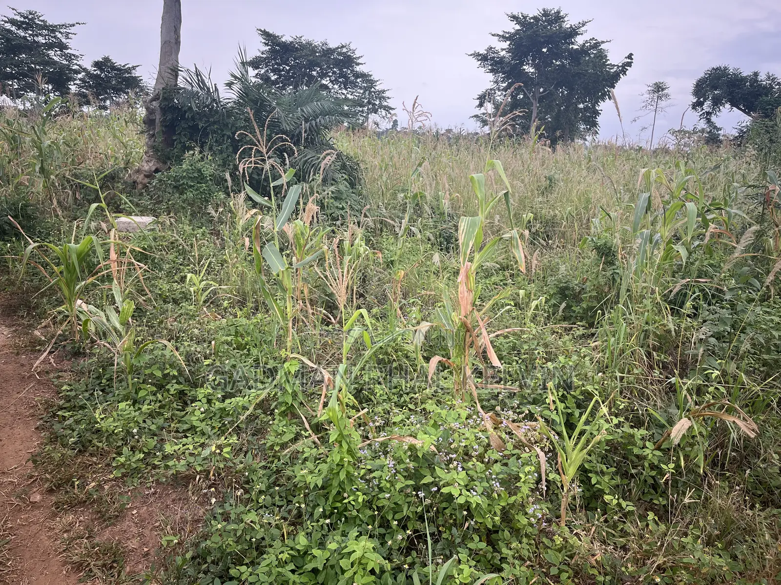 Building Plot Land in Sunyani Municipal - Land & Plots for Sale, Gadman ...