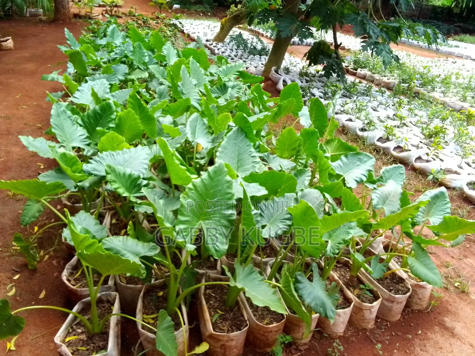 Beautiful Your Garden With White Stones.