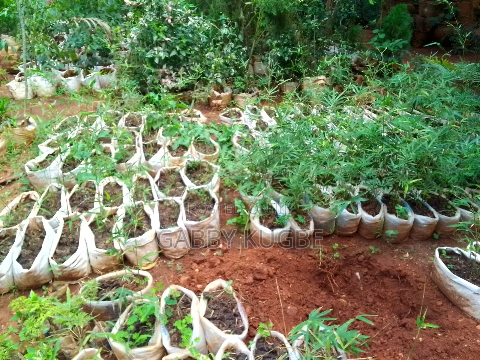Beautiful Your Garden With White Stones.
