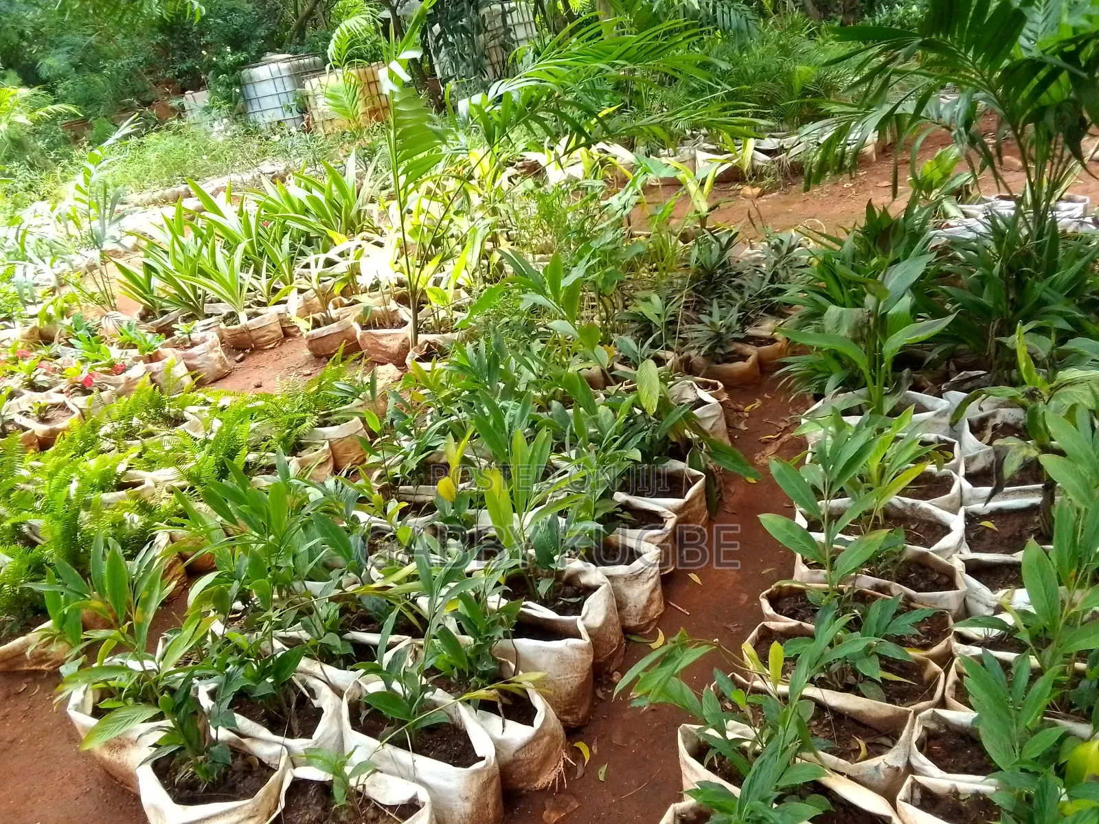 Beautiful Your Garden With White Stones.