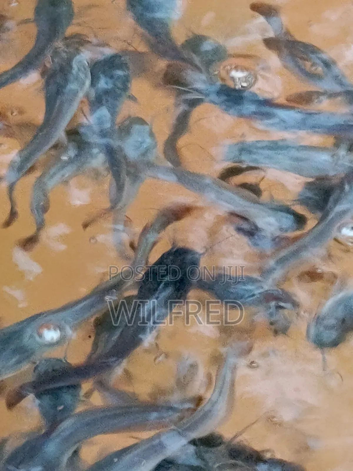 Juvenile Catfish Ready for Stocking