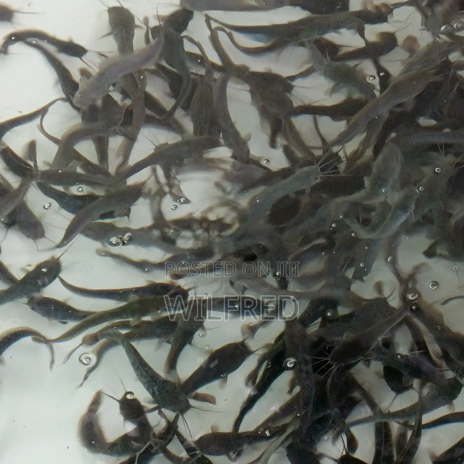 Juvenile Catfish Ready for Stocking